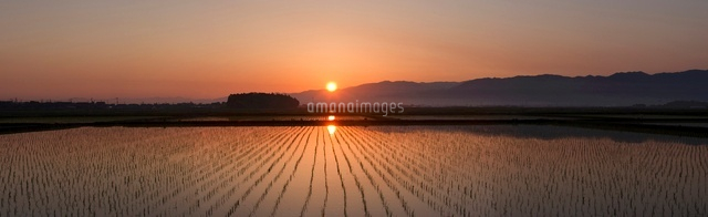 朝日に光る水田
(c)NIIGATA PHOTO LIBRARY/SEBUN PHOTO