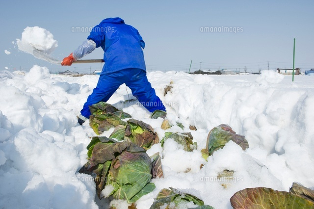 雪下キャベツの収穫
(c)NIIGATA PHOTO LIBRARY/SEBUN PHOTO
