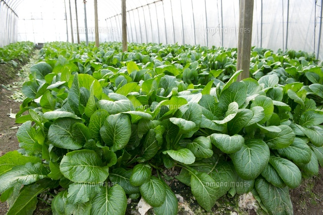大崎菜ハウス栽培
(c)NIIGATA PHOTO LIBRARY/SEBUN PHOTO