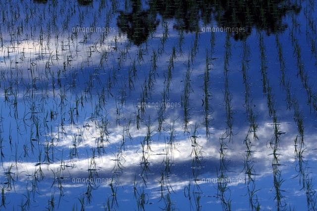 田植え後の水田
(c)NIIGATA PHOTO LIBRARY/SEBUN PHOTO
