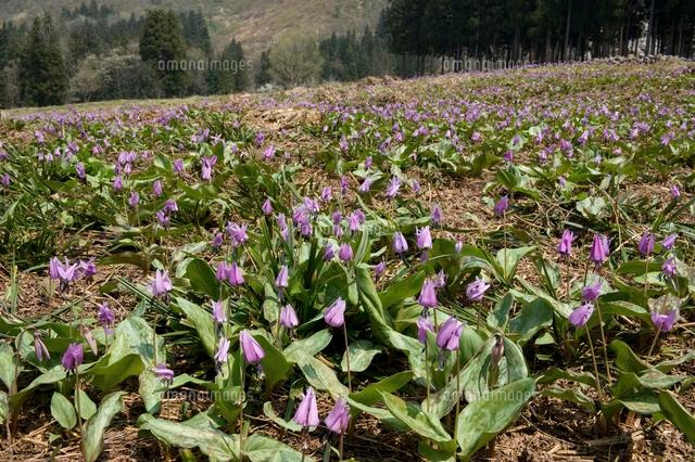 カタクリの群生
(c)NIIGATA PHOTO LIBRARY/SEBUN PHOTO