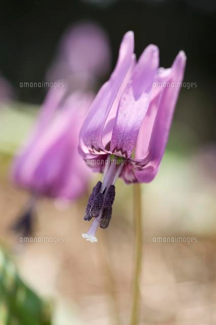 カタクリの花のアップ
(c)NIIGATA PHOTO LIBRARY/SEBUN PHOTO