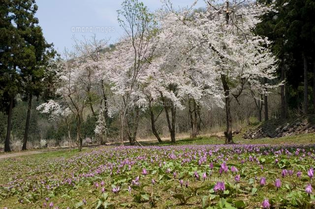 カタクリと桜の花
(c)NIIGATA PHOTO LIBRARY/SEBUN PHOTO