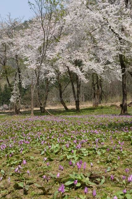 カタクリと桜の花
(c)NIIGATA PHOTO LIBRARY/SEBUN PHOTO