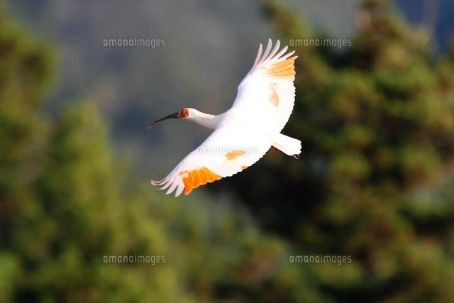 飛ぶ朱鷺
(c)NIIGATA PHOTO LIBRARY/SEBUN PHOTO