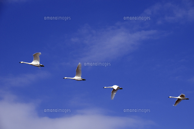 青空と白鳥
(c)NIIGATA PHOTO LIBRARY/SEBUN PHOTO