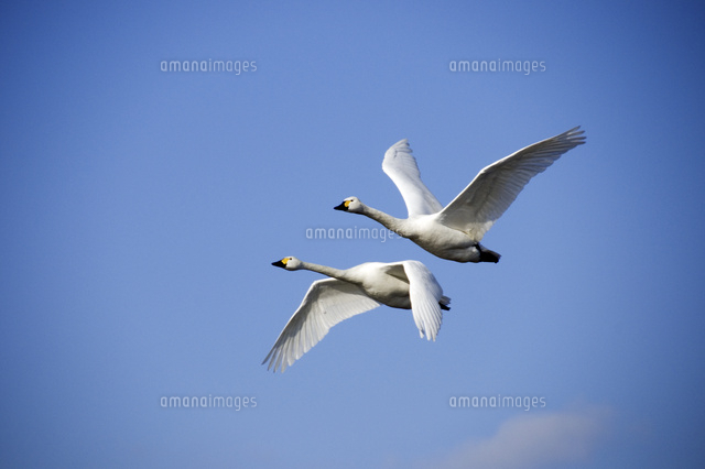 青空と白鳥
(c)NIIGATA PHOTO LIBRARY/SEBUN PHOTO