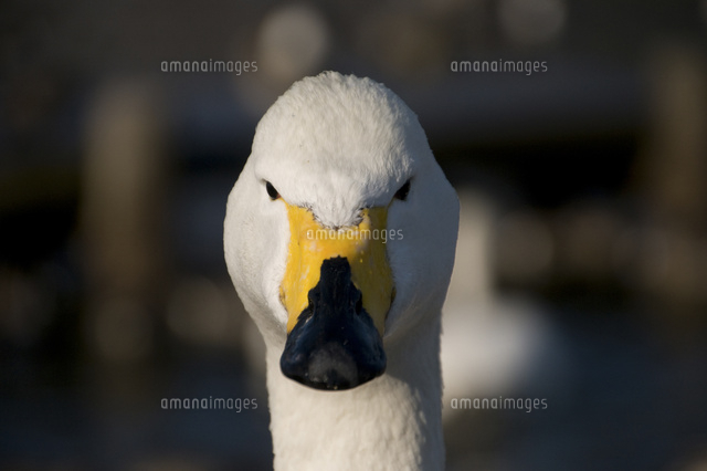 白鳥の顔
(c)NIIGATA PHOTO LIBRARY/SEBUN PHOTO