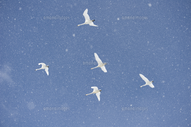 雪空と白鳥
(c)NIIGATA PHOTO LIBRARY/SEBUN PHOTO