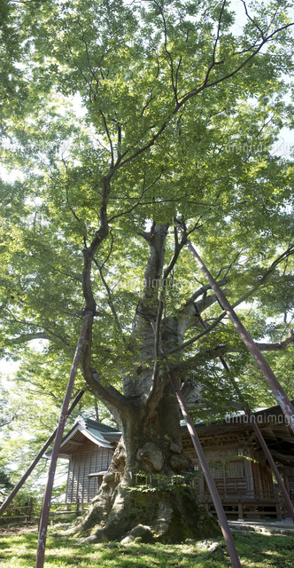 高森の大ケヤキ
(c)NIIGATA PHOTO LIBRARY/SEBUN PHOTO