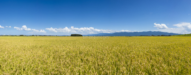 秋の田園風景
(c)NIIGATA PHOTO LIBRARY/SEBUN PHOTO