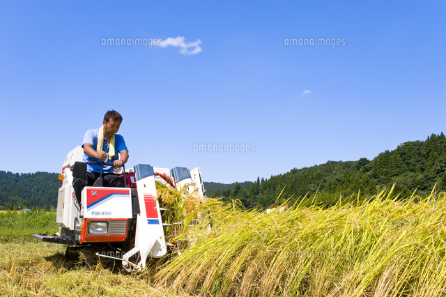 稲刈り作業をする男性
(c)NIIGATA PHOTO LIBRARY/SEBUN PHOTO