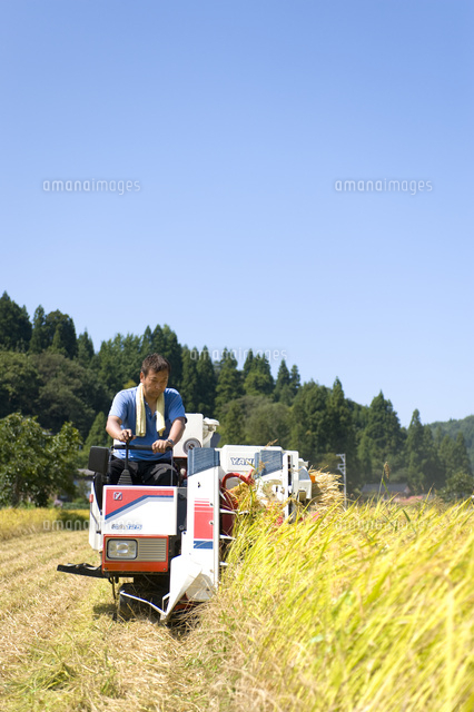 稲刈り作業をする男性
(c)NIIGATA PHOTO LIBRARY/SEBUN PHOTO