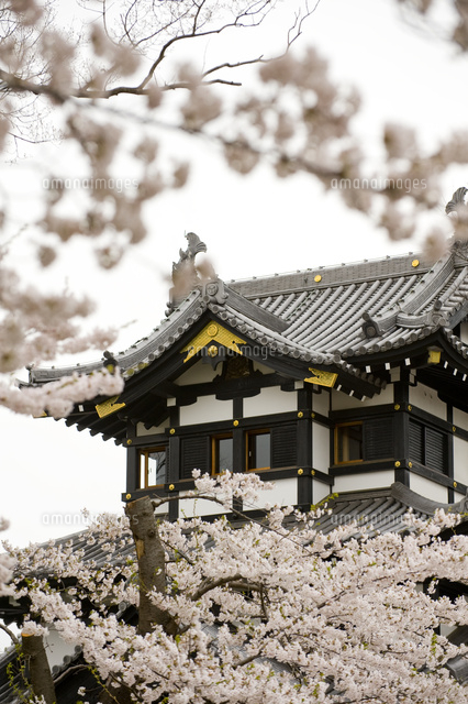 桜と高田城三重櫓
(c)NIIGATA PHOTO LIBRARY/SEBUN PHOTO