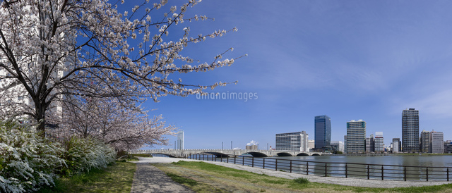 信濃川に架かる萬代橋と桜
(c)NIIGATA PHOTO LIBRARY/SEBUN PHOTO