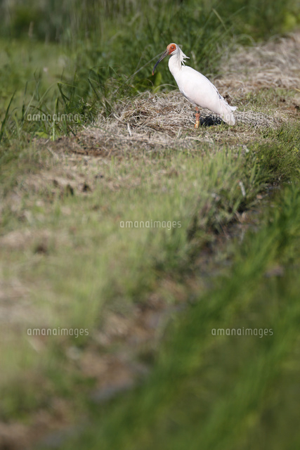 あぜ道にいる朱鷺
(c)NIIGATA PHOTO LIBRARY/SEBUN PHOTO