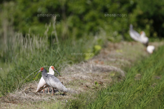 あぜ道にいる朱鷺
(c)NIIGATA PHOTO LIBRARY/SEBUN PHOTO