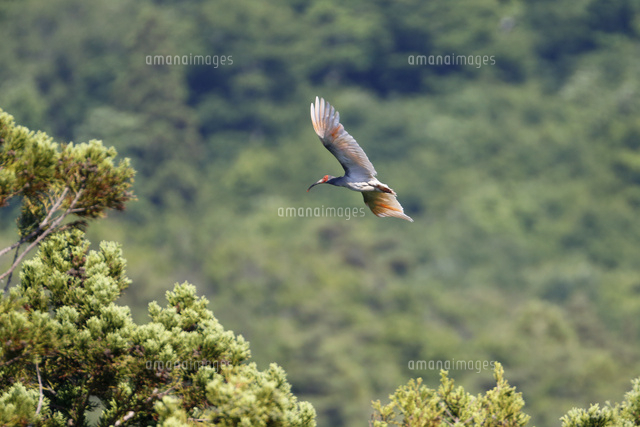 飛翔する朱鷺
(c)NIIGATA PHOTO LIBRARY/SEBUN PHOTO