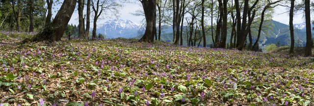 飯綱山のカタクリの花の群生
(c)NIIGATA PHOTO LIBRARY/SEBUN PHOTO