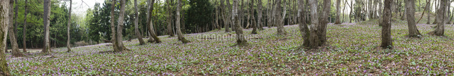 飯綱山のカタクリの花の群生
(c)NIIGATA PHOTO LIBRARY/SEBUN PHOTO