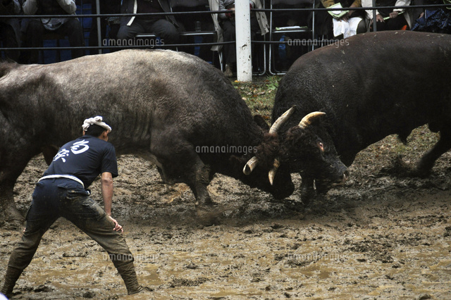 牛の角突き
(c)NIIGATA PHOTO LIBRARY/SEBUN PHOTO