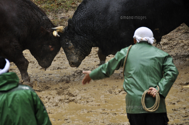牛の角突き
(c)NIIGATA PHOTO LIBRARY/SEBUN PHOTO
