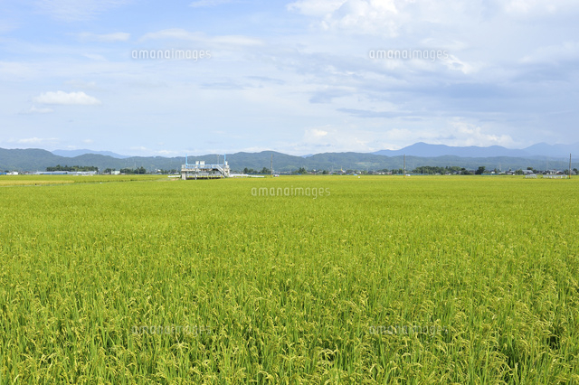 田園風景の中に制水門ゲート
(c)NIIGATA PHOTO LIBRARY/SEBUN PHOTO