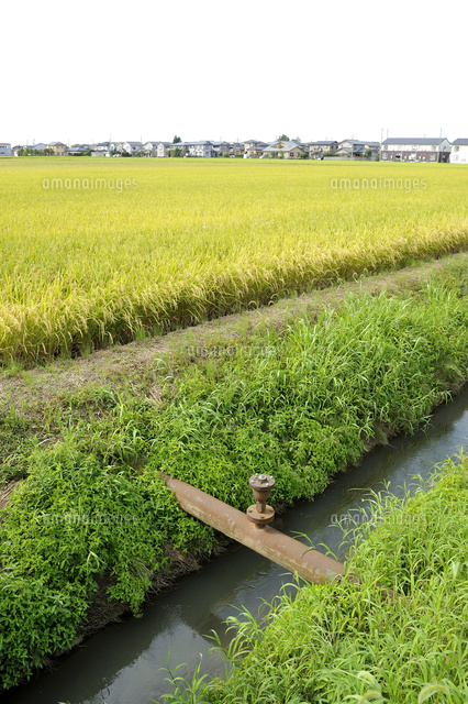 農業用水路と田園風景
(c)NIIGATA PHOTO LIBRARY/SEBUN PHOTO
