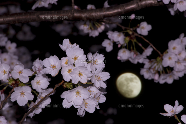 桜と月
(c)NIIGATA PHOTO LIBRARY/SEBUN PHOTO