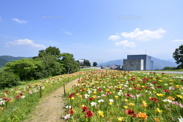 ユリの花咲く湯沢高原アルプの里
(c)NIIGATA PHOTO LIBRARY/SEBUN PHOTO