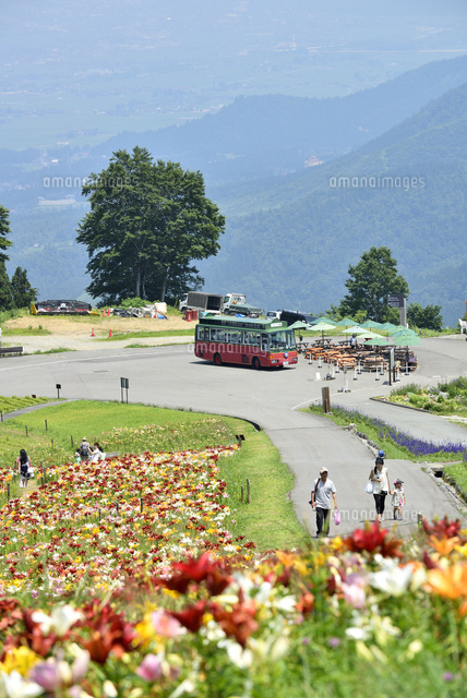 ユリの花咲く湯沢高原アルプの里
(c)NIIGATA PHOTO LIBRARY/SEBUN PHOTO