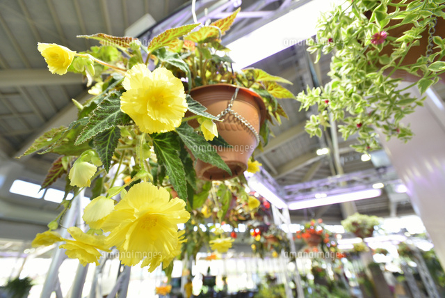 いくとぴあ食花の室内ガーデン
(c)NIIGATA PHOTO LIBRARY/SEBUN PHOTO