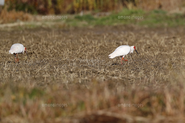 稲刈り後の田んぼでエサをついばむトキ
(c)NIIGATA PHOTO LIBRARY/SEBUN PHOTO