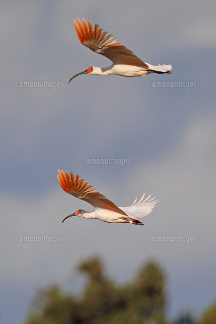 大空を飛ぶトキ
(c)NIIGATA PHOTO LIBRARY/SEBUN PHOTO