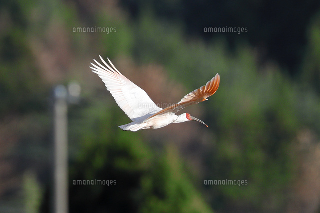 飛ぶトキ
(c)NIIGATA PHOTO LIBRARY/SEBUN PHOTO