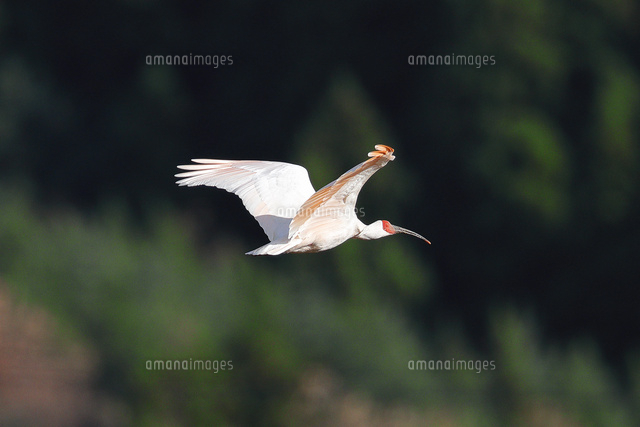 飛ぶトキ
(c)NIIGATA PHOTO LIBRARY/SEBUN PHOTO
