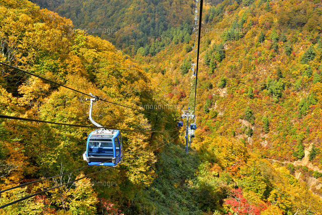 ドラゴンドラと紅葉
(c)NIIGATA PHOTO LIBRARY/SEBUN PH