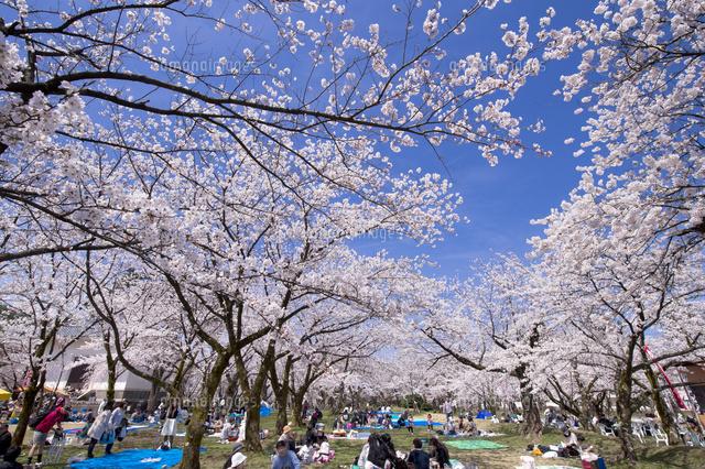 村松公園でお花見
(c)NIIGATA PHOTO LIBRARY/SEBUN PHOTO