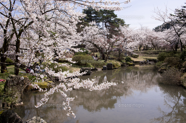 村松公園の桜
(c)NIIGATA PHOTO LIBRARY/SEBUN PHOTO