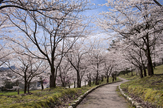 村松公園の桜並木
(c)NIIGATA PHOTO LIBRARY/SEBUN PHOTO