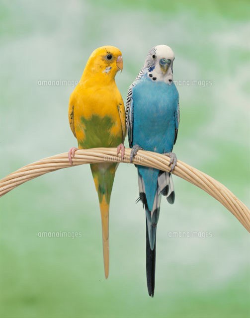 寄りそう色の違う2羽のインコ(セキセイインコ)
(c)MASAMITSU NAKANISHI/MottoPet