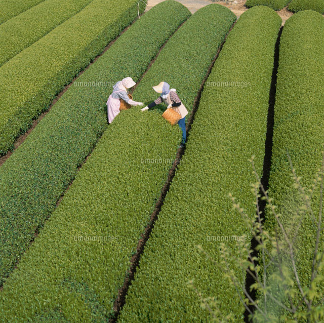 牧の原の新茶摘みの風景 静岡
(c)MASAMITSU NAKANISHI/orion