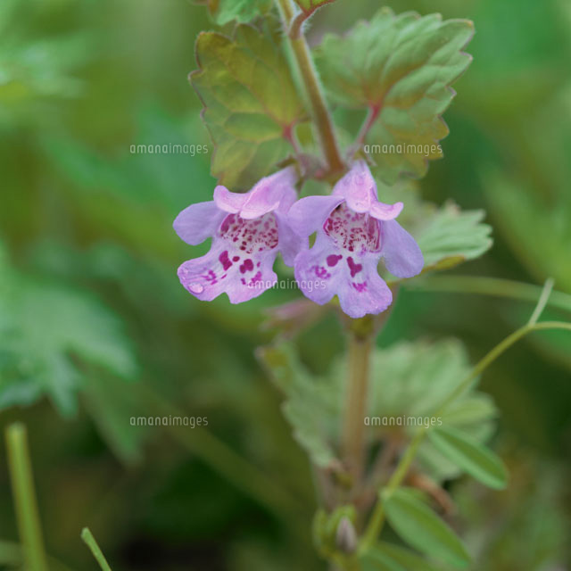 2輪の花(カキドウシ)
(c)MASAMITSU NAKANISHI/orion