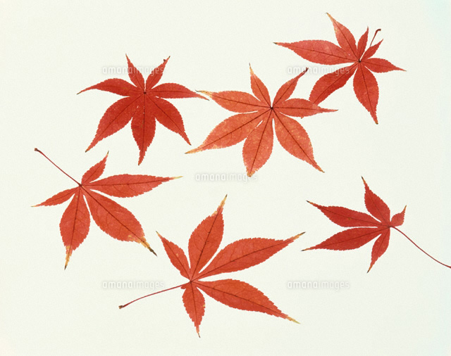 もみじ
(c)YOSHIO NIIKURA/orion