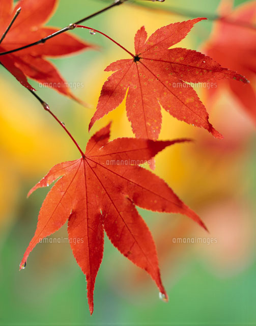 紅葉したモミジの葉
(c)YOSHIO NIIKURA/orion