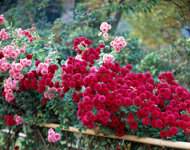 菊
(c)YOSHIO NIIKURA/orion