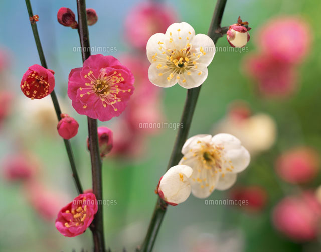 紅白梅
(c)YOSHIO NIIKURA/orion