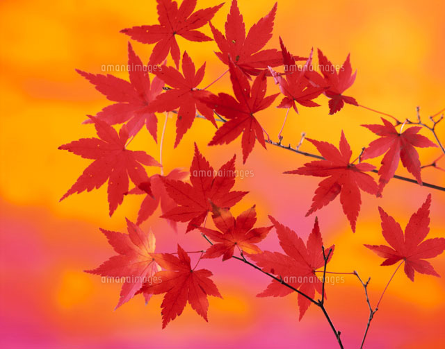 紅葉したモミジ
(c)YOSHIO NIIKURA/orion