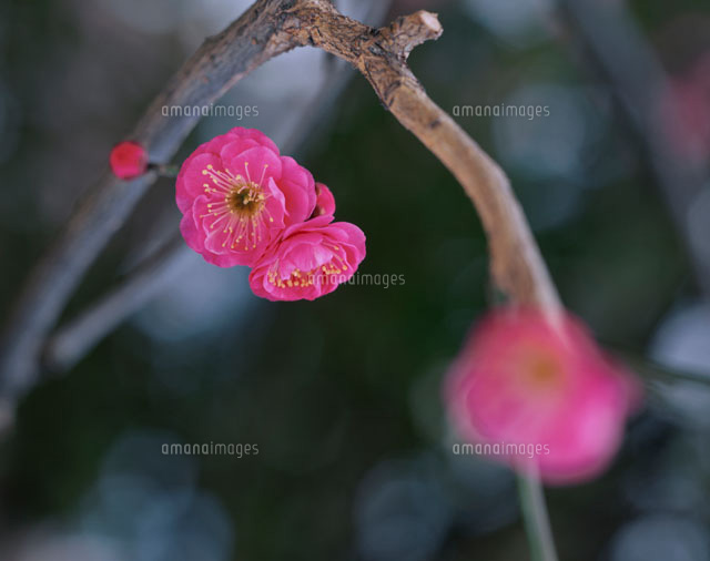 梅
(c)YOSHIO NIIKURA/orion