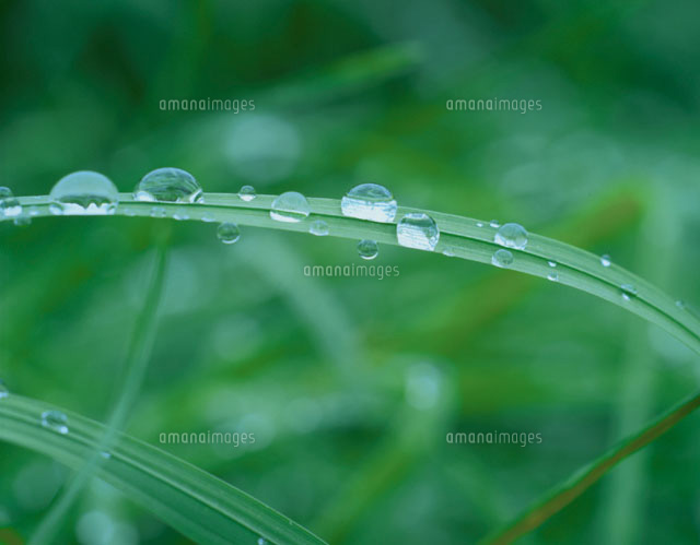 葉についた水滴
(c)YOSHIO NIIKURA/orion